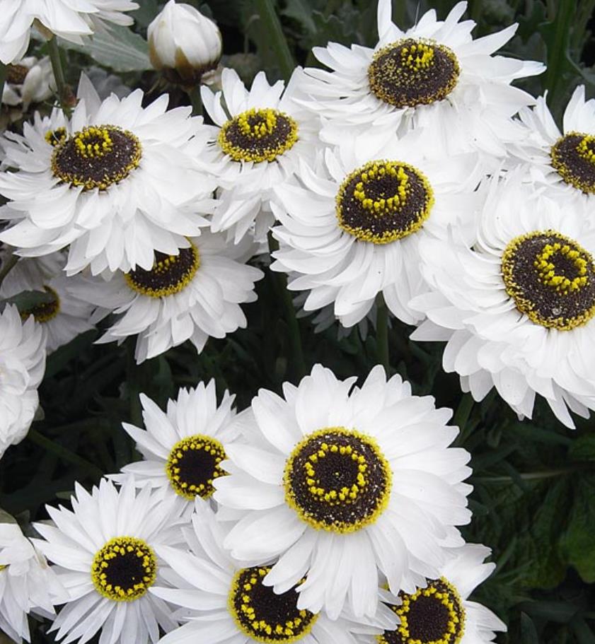 Acroclinium roseum 'Pierrot' - Rosa Eterna Pierrot, Flor Imortal Australiana, Margarida Eterna Pierrot
