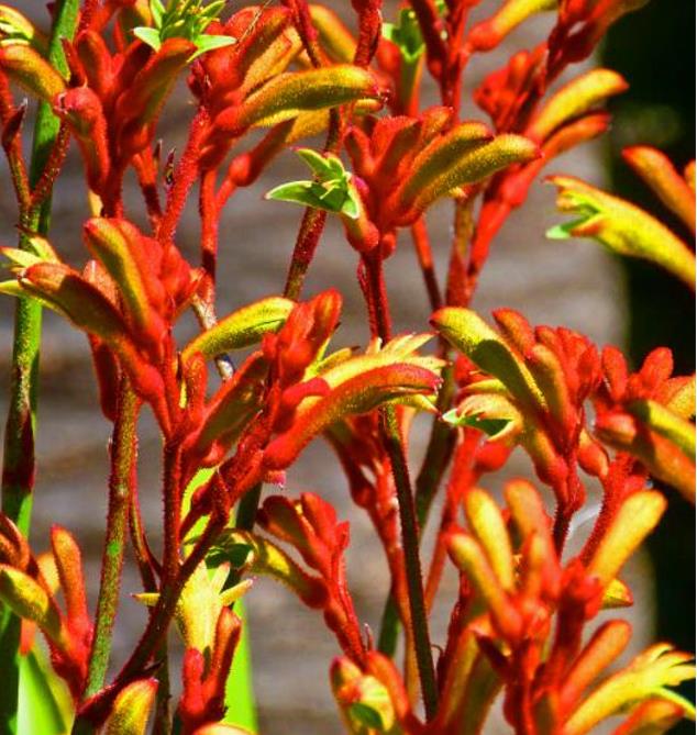 Anigozanthos flavidus - Pata de Canguru Rosa Amarela Laranja, Kangaroo Paw