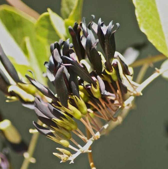 Kennedia nigricans - Trepadeira Pássaro Negro - Black Coral Pea