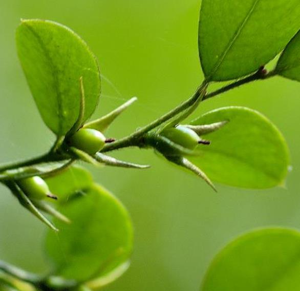 Diospyros vaccinioides - Mini-caqui, Caqui-uva, Small Persimmon, Pequeno Caqui