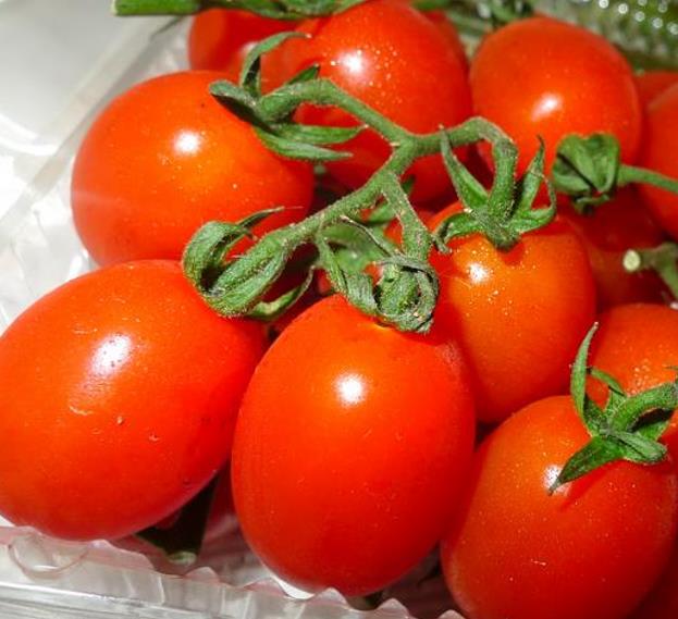 Solanum lycopersicon Roma VF - Tomate Italiano Pomodoro Roma VF, Tomate Pomo d'Oro Roma VF