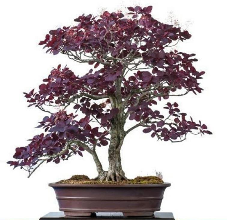 Cotinus coggygria Atropurpurea - Árvore Fumaça Atrorpurpurea, Black Smoke Tree, Purple Smoketree