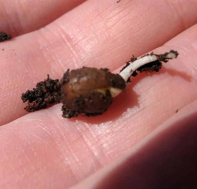 Lathyrus odoratus 'Mammoth Navy Blue' - Ervilha Doce Gigante, Trepadeira Ervilha de Cheiro 'Mammoth Navy Blue'