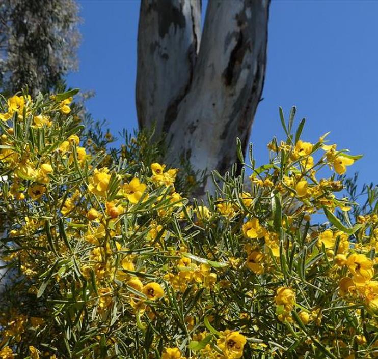 Senna artemisioides (Cassia artemisioides) - Cassia Prateada, Cassia Plumada, Cassia Prata, Senna Prata