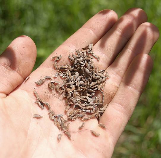 Amorpha Fruticosa - Falso indigo, falso indigo do deserto, indigo bush