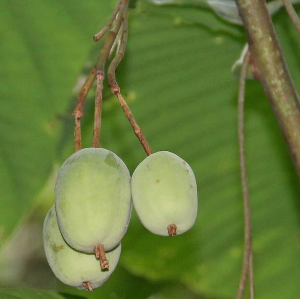 Passiflora macrophylla - Maracujá de árvore, árvore da flor da paixão, granadila del monte