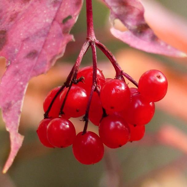 Viburnum trilobum - Cereja americana, Cranberry, Cramberry
