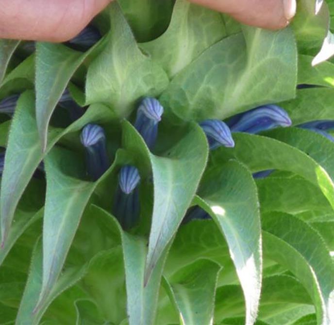 Lobelia gregoriana ssp. Gregoriana  - Lobelia gigante, Lobelia Gin Tônica, Lobelia tree