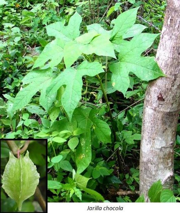 Jarilla chocola - Jarilla Chocolate, Mamão Chocolate, Jarilla