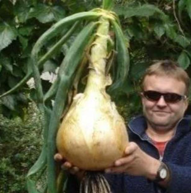 Allium cepa Exibicion Onion (C.O) - Cebola Gigante, Cebola Guinness, Cebola Outback
