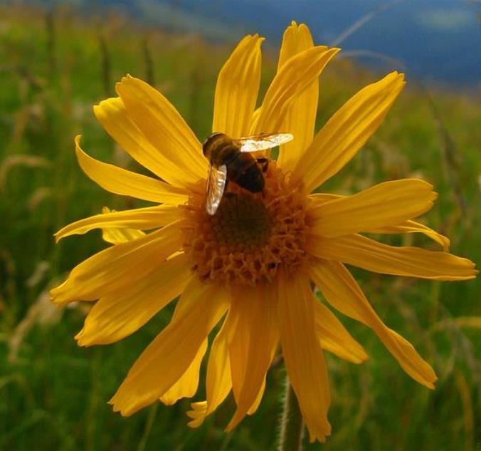 Arnica montana - Arnica verdadeira, Arnica da montanha