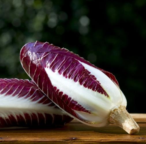 Cichorium Intybus Rossa Di Treviso - Endívia Italiana Roxa, Chicória Roxa De Treviso, Radicchio