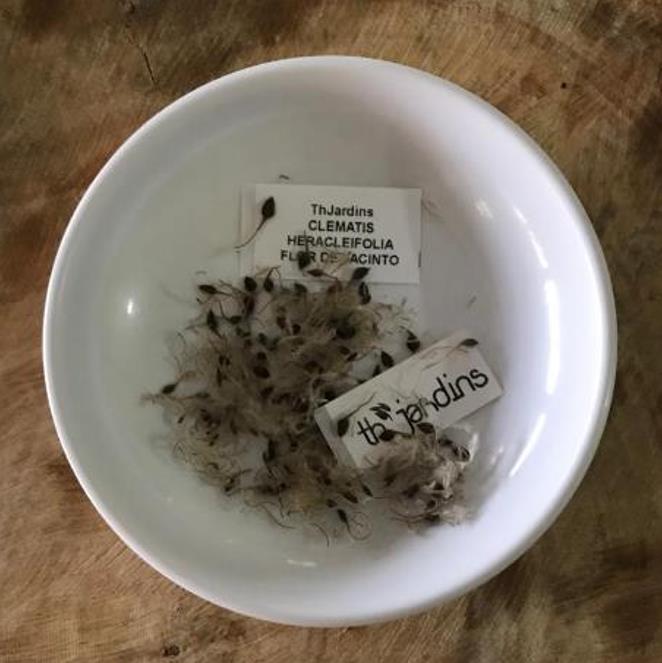 Clematis heracleifolia (Clematis davidiana) - Clematis Floração Jacinto, Clematis Flor de Jacinto, Clematis Arbustiva