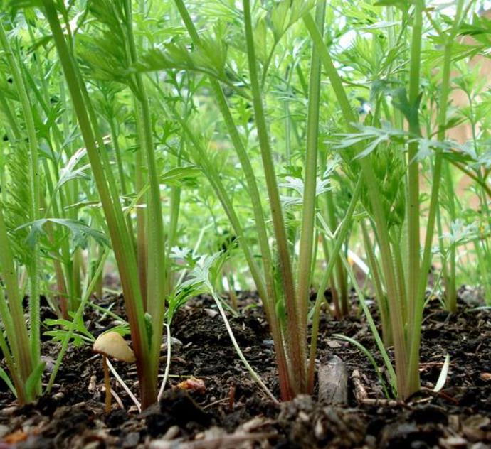 Daucus carota 'Purple Dragon' (C.O) - Cenoura Roxa Gourmet, Cenoura Bicolor, Cenoura colorida