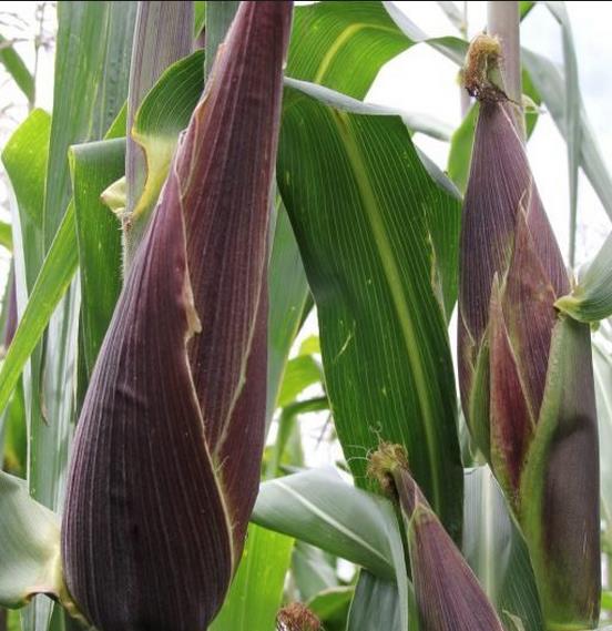 Zea mays kculli black  (certificação orgânica) - Milho negro, milho kculli negro, kulli negro