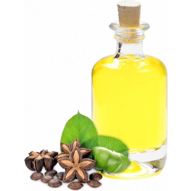 Plukenetia volubilis - Sacha Inchi, Amendoa Inca, Amendoa Lopo