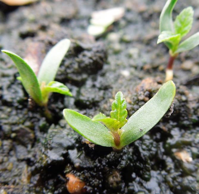 Humulus lupulus - Lúpulo
