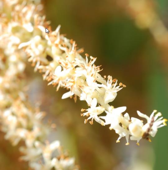 Palmeira Serenoa repens - Palmeira Saw Palmeto, Palmeira Serenoa repens