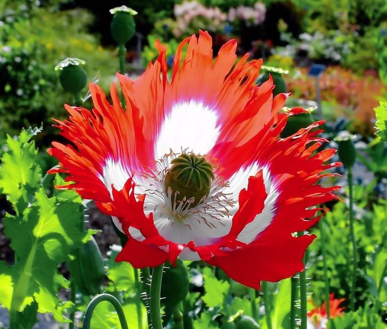 Papaver somniferum 'Danebrog Danish Flag' - Papoula Bandeira da Dinamarca, Papoula Franjada, Papoula Emplumada, Danish F