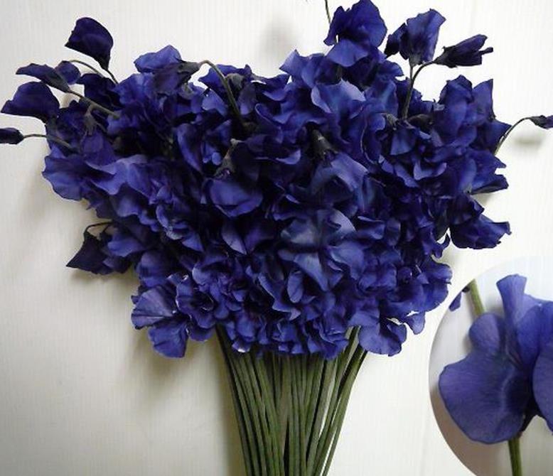Lathyrus odoratus 'Mammoth Navy Blue' - Ervilha Doce Gigante, Trepadeira Ervilha de Cheiro 'Mammoth Navy Blue'