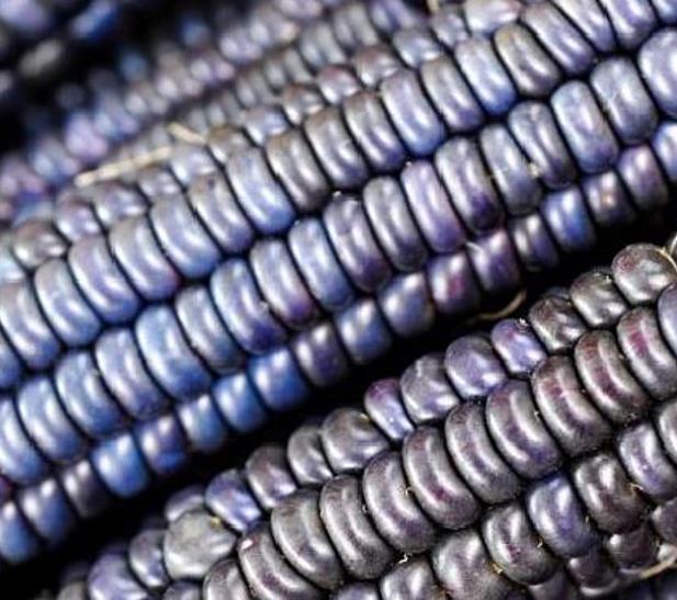 Zea mays Papas' Blue (certificação orgânica) - Milho Azul de Papas, Milho Azul Cobalto