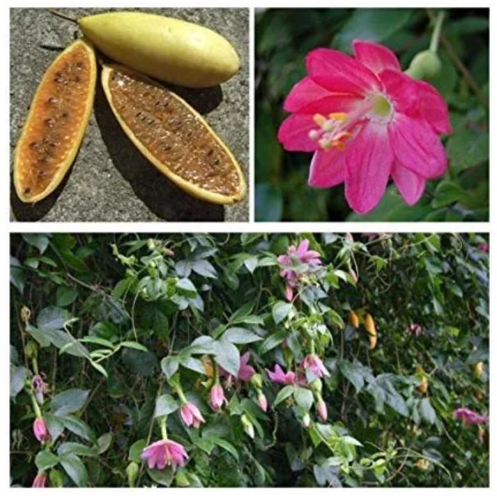 Passiflora mollissima (Passiflora tarminiana) - Maracujá Banana