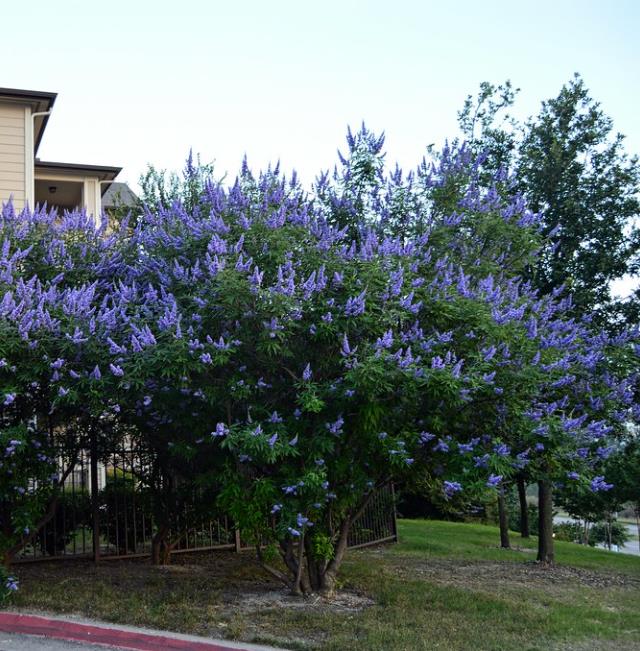 Vitex agnus-castus - Árvore da Castidade, Flor da Castidade, Vitex Agno-Casto