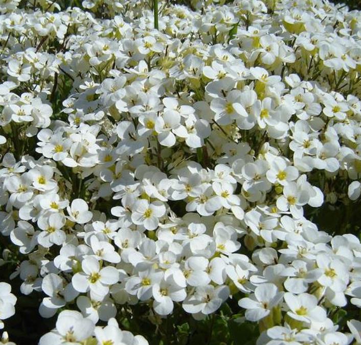Arabis caucasica Snowfix - Agrião de Rocha do Cáucaso, Luz da Montanha, Wall Rockcress