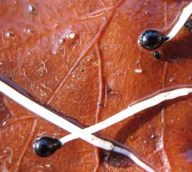 Hyacinthoides non-scripta - Bluebells, Sino das Estrelas, Sino das Fadas, Flor de Fadas, Jacinto Selvagem En