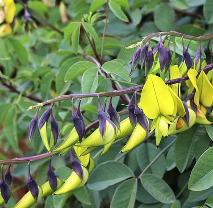 Crotalaria agatiflora -  Arbusto Canário, Arbusto Beija Flor, Flor Pássaro, Birdflower