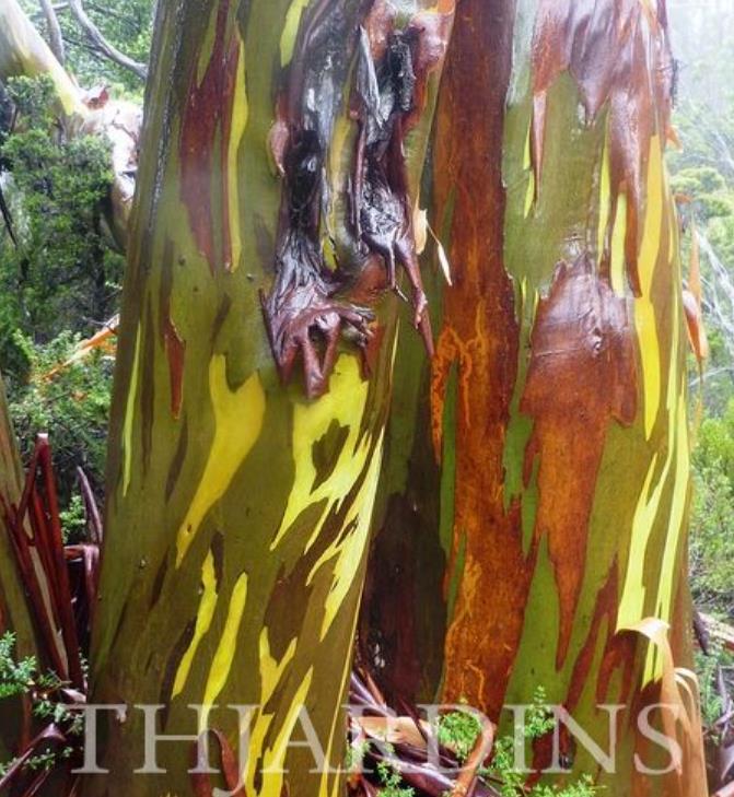 Eucalyptus Coccifera - Eucalipto Tasmanian Snow Gum