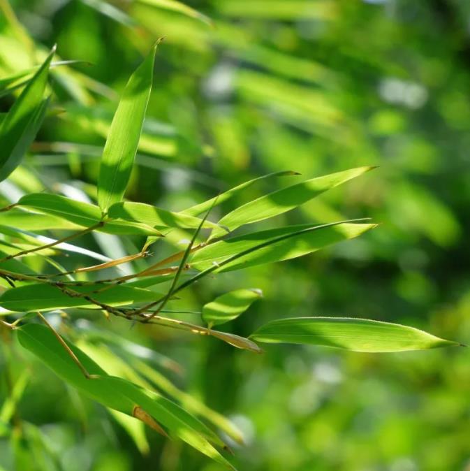 Phyllostachys pubescens (Phyllostachys edulis) - Bambu Mossô, Bambu Gigante Mossô
