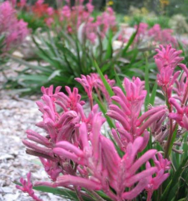 Anigozanthos flavidus - Pata de Canguru Rosa Amarela Laranja, Kangaroo Paw