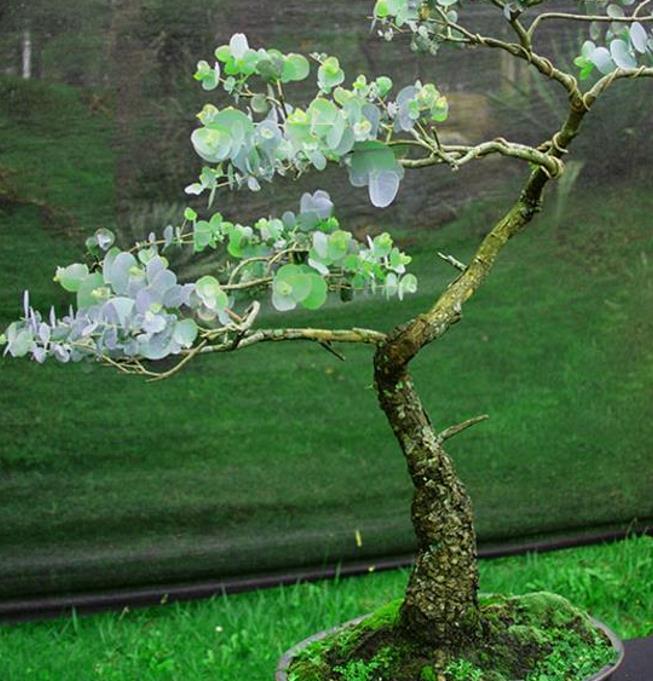 Corymbia gunnii - Eucalipto Goma de Cidra, Eucalipto Maple Syrup, Eucalipto Xarope de Bordo