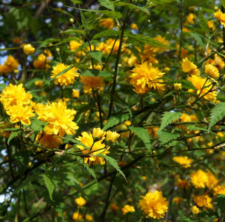 Kerria japonica 'Pleniflora' - Rosa Japonesa Dobrada, Malva de Judeu, Rosa da Páscoa, Botões de Bacharel