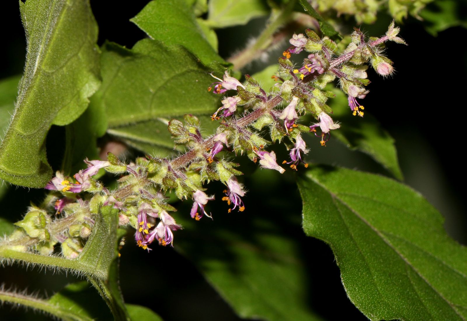 Ocimum tenuiflorum - Manjericão Sagrado, Manjericão-Santo, Tulsi