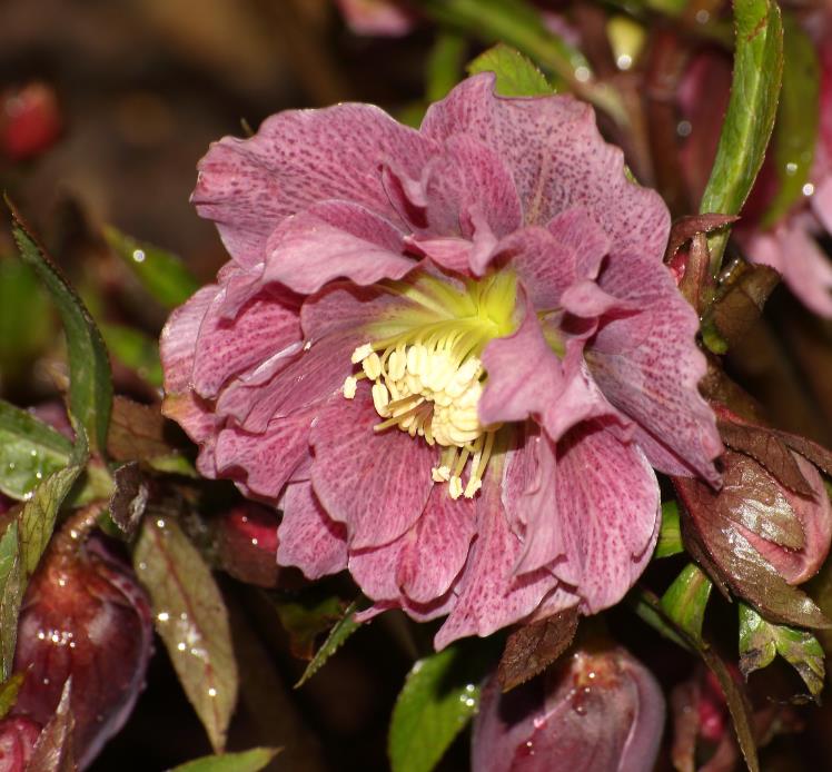Helleborus x hybridus (Mix) - Rosa Quaresmal Mix, Flor de Cristo Mix, Rosa de Natal Mix, Heléboro Mix