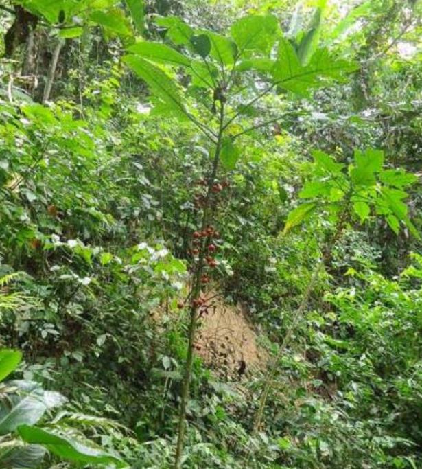 Carica microcarpa ssp. Baccata (Vasconcellea microcarpa) - Mamão Papaia Microcarpa, Papaia Figo, Mamão Figo