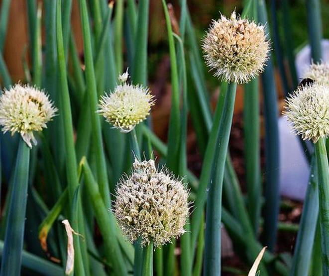 Allium Fistulosum Red Beard - Cebolinha Vermelha, Cebolinha Papai Noel, Cebolinha Red Beard