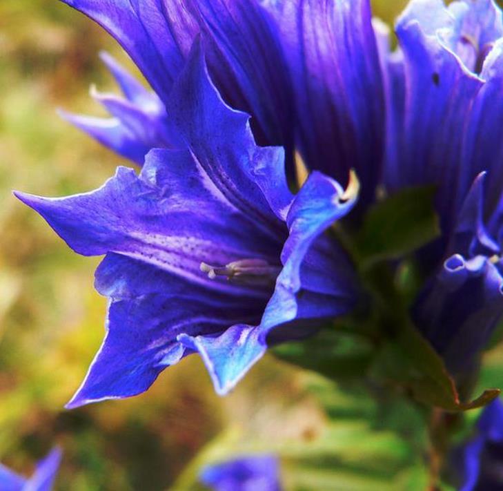 Gentiana asclepiadea - Genciana Salgueiro, Genciana de Serralha, Willow Gentian