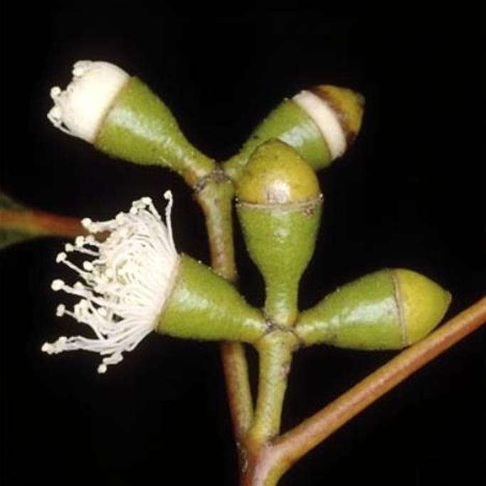 Eucalyptus dalrympleana - Eucalipto da Montanha, Goma de Montanha, Mountain Gum