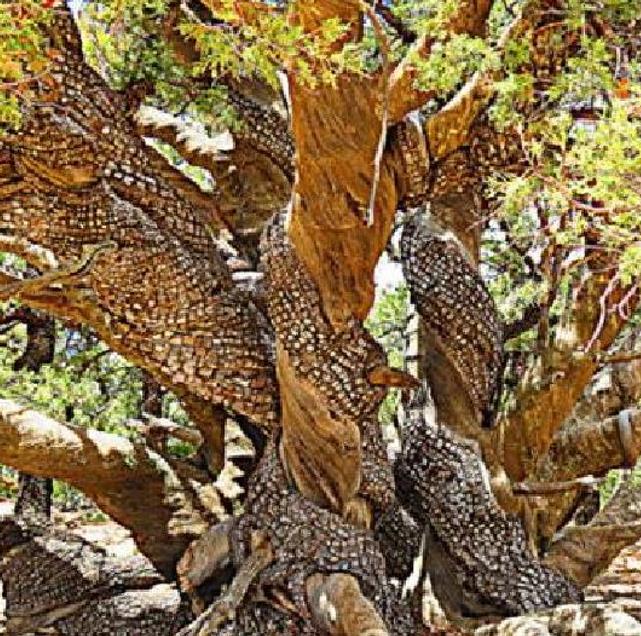 Juniperus deppeana Pachyphloea (Juniperus pachyphloea) - Zimbro do Jararé, Junípero Alligator, Alligator Juniper, Sweet-