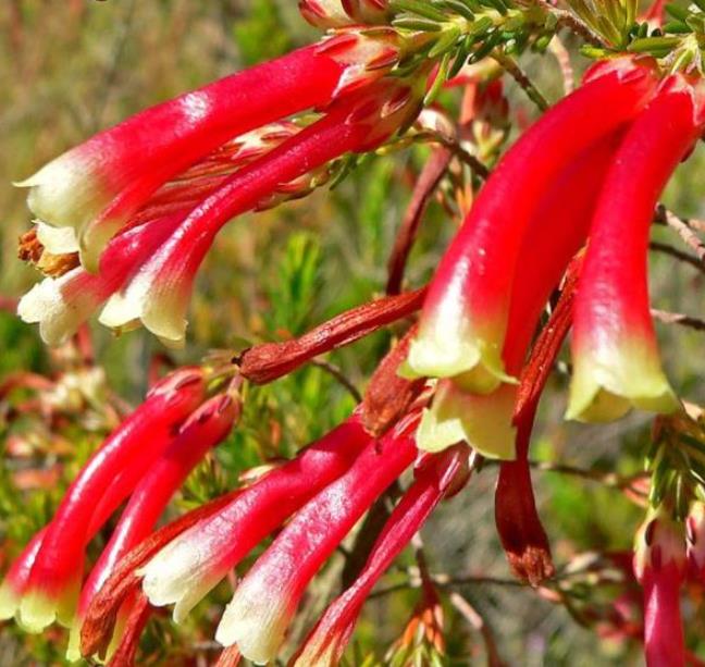 Erica versicolor (Erica discolor) - Erica bicolor, Charneca bicolor, Outeniqua, Erica verdadeira