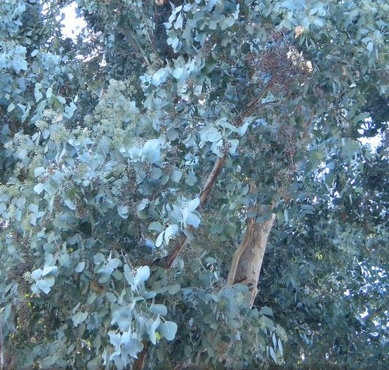 Eucalyptus polyanthemos Ssp Polyanthemos - Eucalipto Caixa Vermelha, Red Box Eucalyptus, Caixa de Poplar, Redbox Silver
