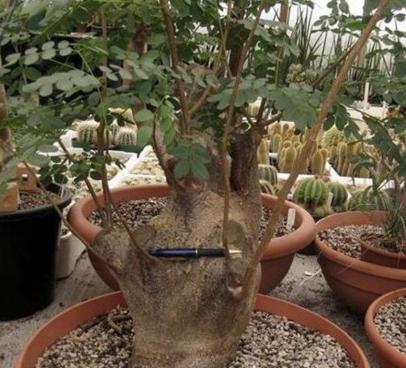 Delonix pumila - Poinciana adansonioides anã, Flamboyant Baobá, Flamboyant Garrafa