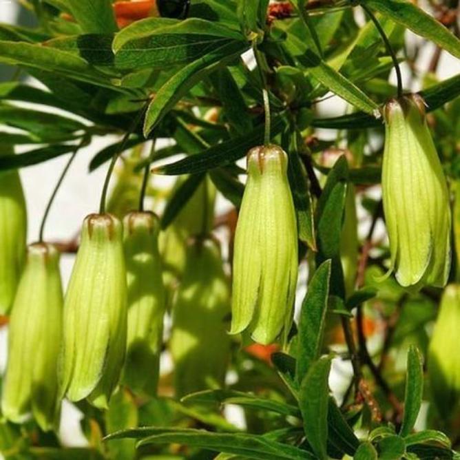 Billardiera longiflora - Maça Roxa, Trepadeira de Maças Roxas, Purple Apple Berry Vine