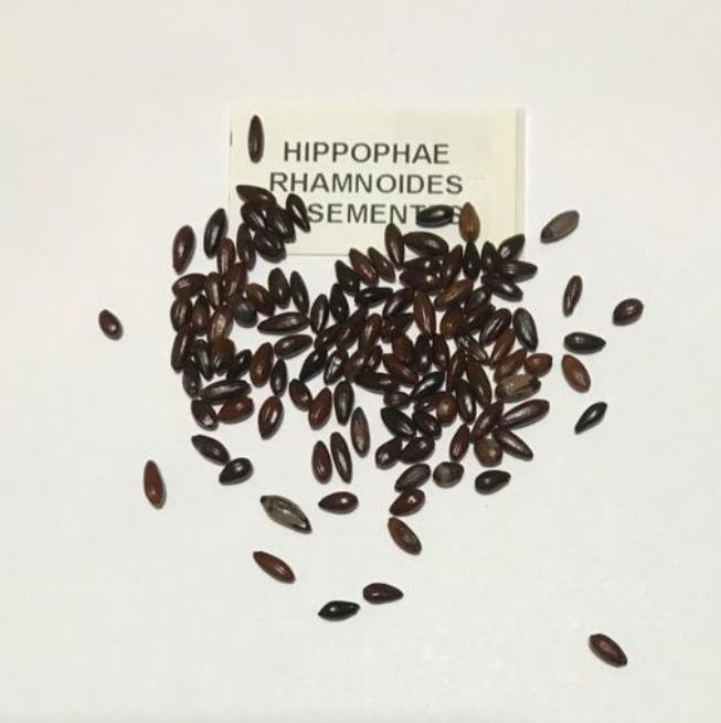 Hippophae rhamnoides (Elaeagnus rhamnoides) - Cereja do Mar, Espinheiro Marítimo, Sea Buckthorn