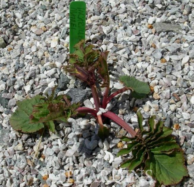 Incarvillea mairei Grandiflora - Gloxinia Anão Resistente, Dwarf Hardy Gloxinia