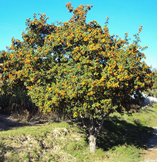 Crataegus mexicana - Planta do coração, tejocote, mini-maça mexicana