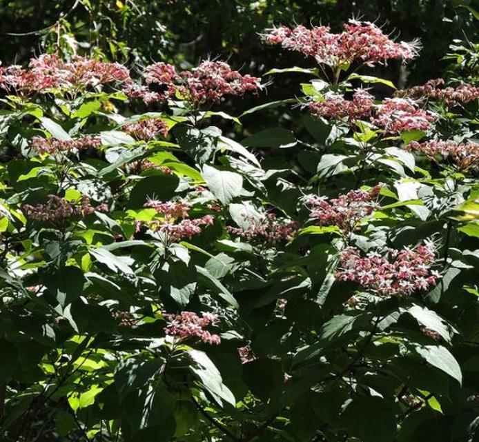 Clerodendrum trichotomum 'Fargesii' - Clerodendro Glorioso, Clerodendro Arlequim, Árvore Manteiga de Amendoim, Arlequi